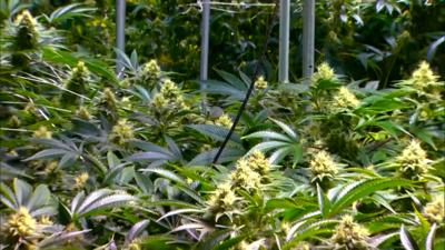 Rehoboth Beach commissioners consider the future of marijuana