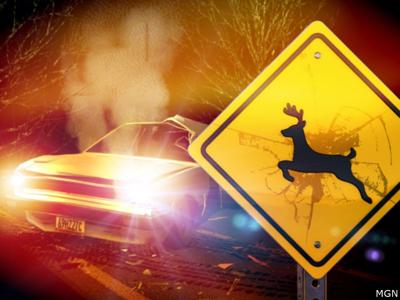 DEER CRASH