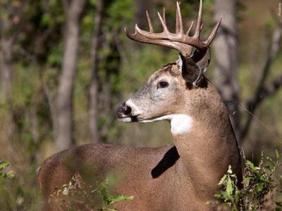 Deer