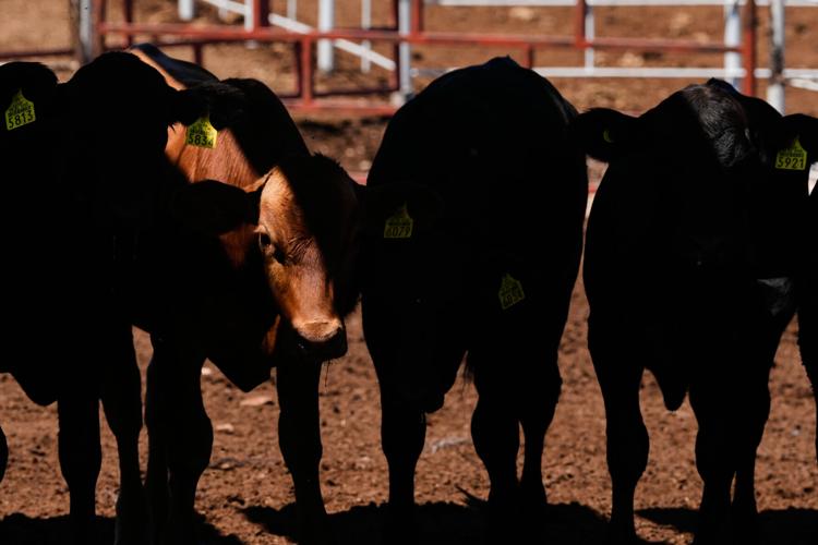 Mexico US Cattle Screwworm