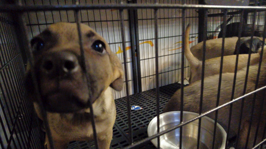 Mega Adoption Arrivals at BVSPCA in Georgetown