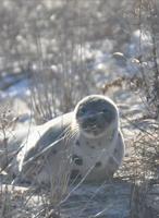 Seal rescued in Dewey Beach, undergoing rehabilitation