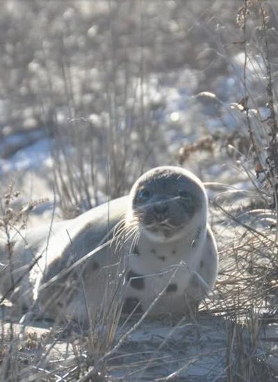 seal