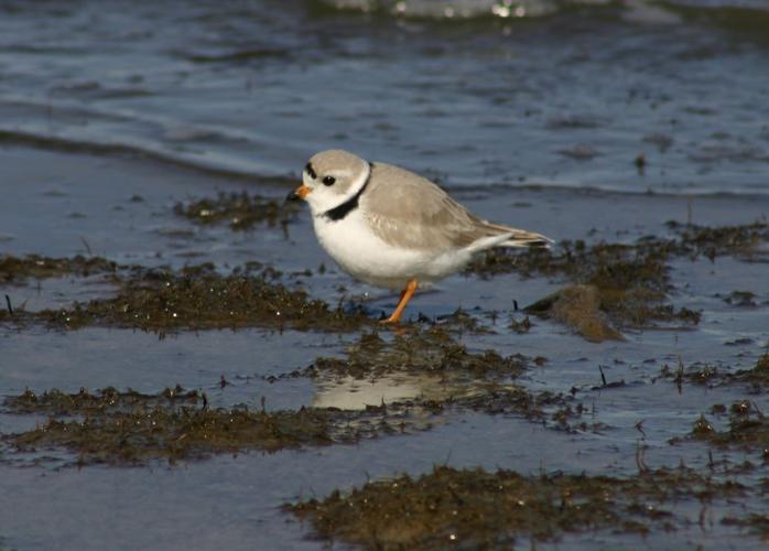 Piping Plover