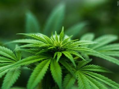 Medical Marijuana