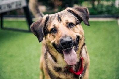 Champ, 3-year-old male from New Castle