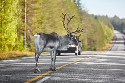 Deer car crash