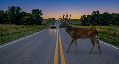 A deer crossing a road with a car approaching.