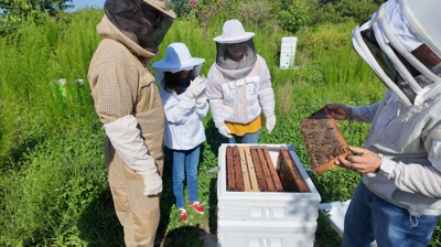 Beekeepers examine the inside of a hive.