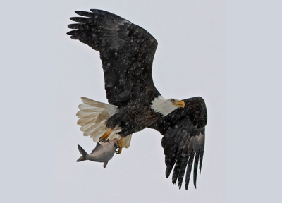 Bald eagle with fish
