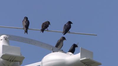 DNREC Looking For Cause Of Over 50 Mysterious Songbird Deaths in Delaware
