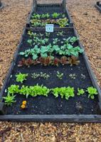 Lewes Community Garden opens 2026 bed rentals