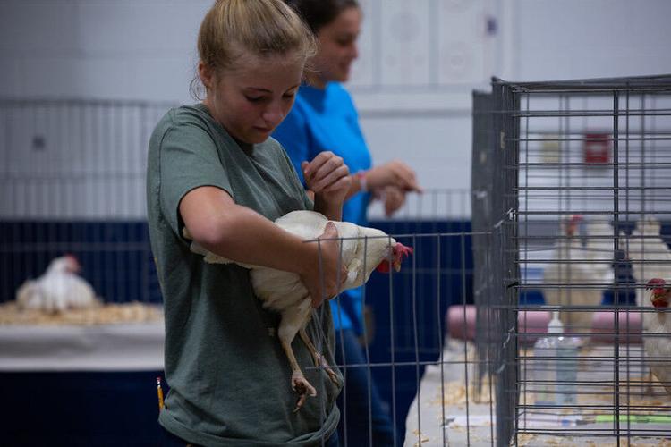 Sessions throughout the week focus on poultry production. Courtesy Delaware Department of Agriculture.
