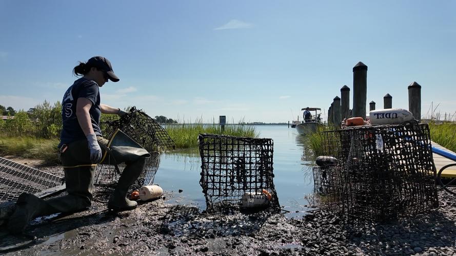 Crab pot removal event