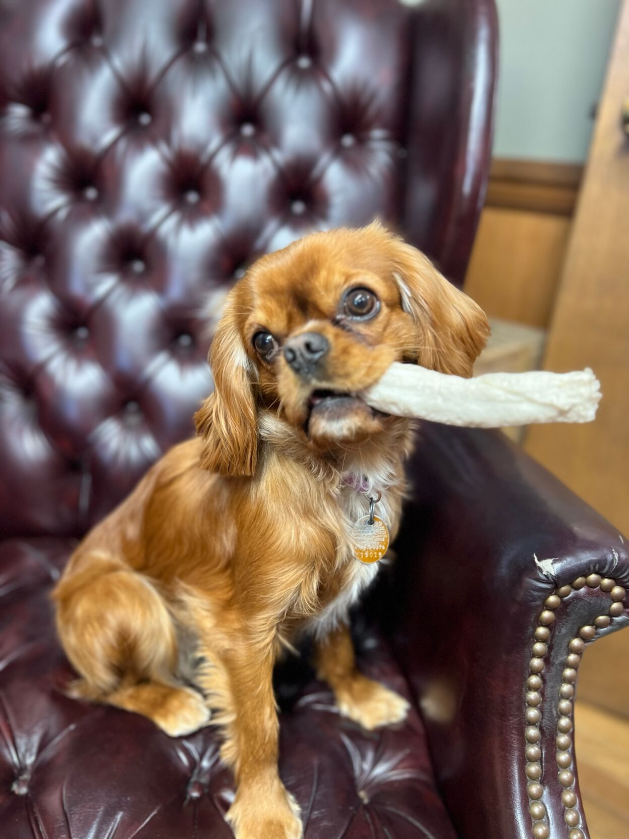 Caddi’s interests include going to work, greeting customers, hiding her bone, and napping. Courtesy Cristy Elaine.