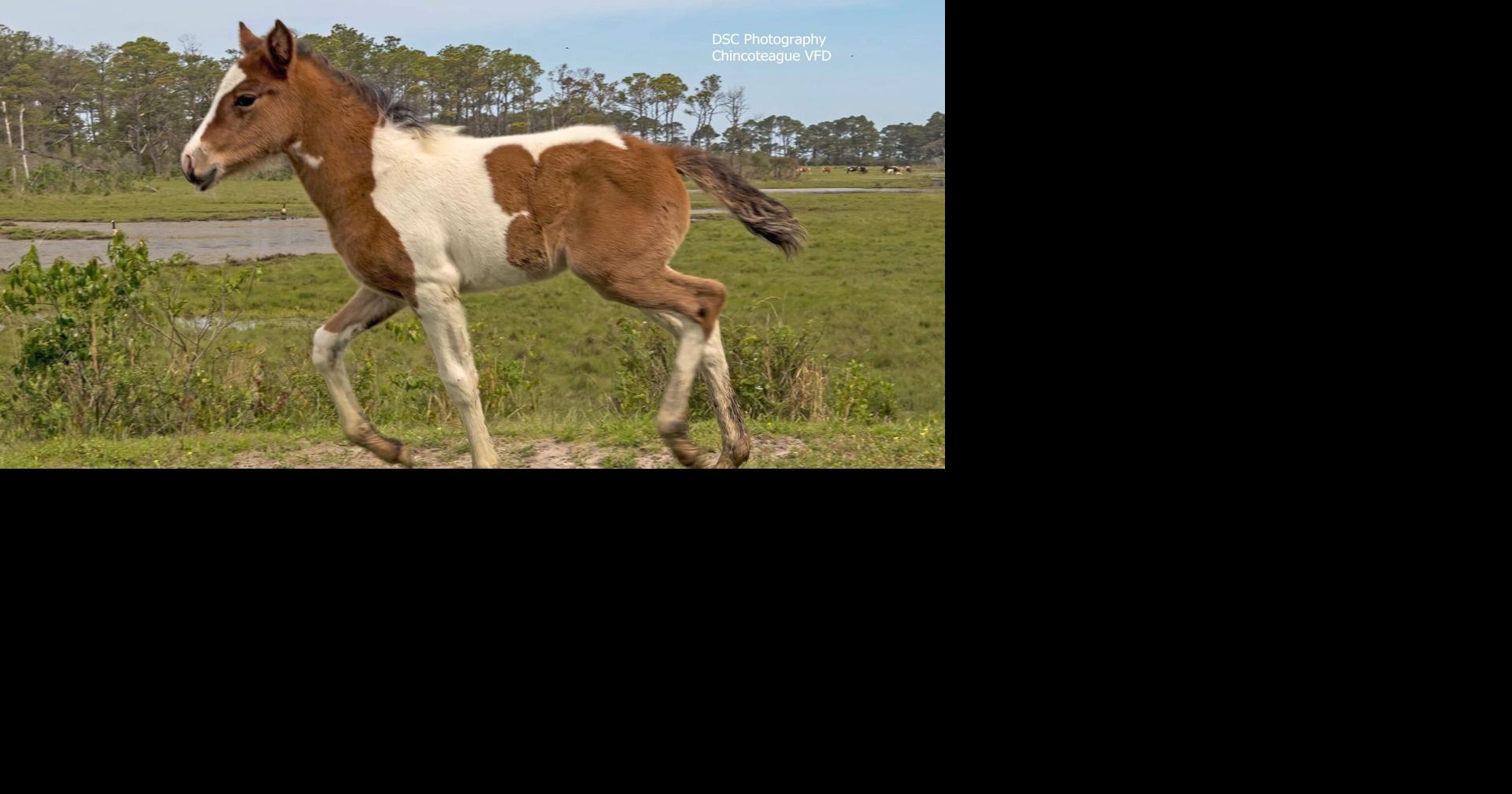 Museum of Chincoteague Passes $450k in Donations to Save Beebe Ranch ...