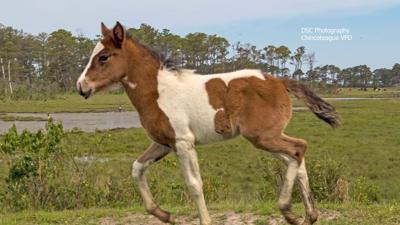 Foal #29