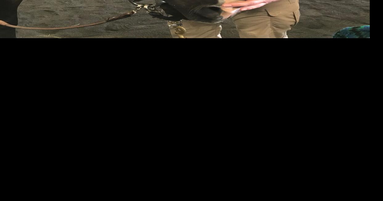 Southern Delaware Therapeutic Riding to offer equine program to ...