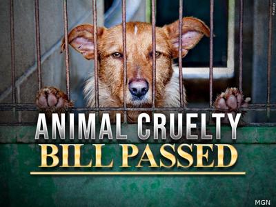Animal abuse bill