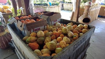 Fall Crops