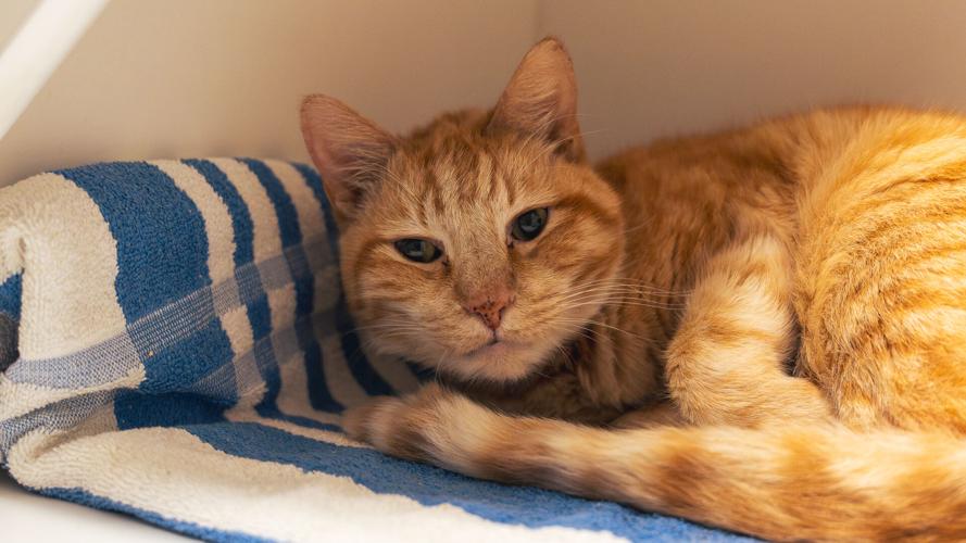 Tour for Life BVSPCA