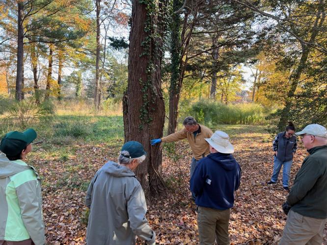 Fourth Street Preserve work