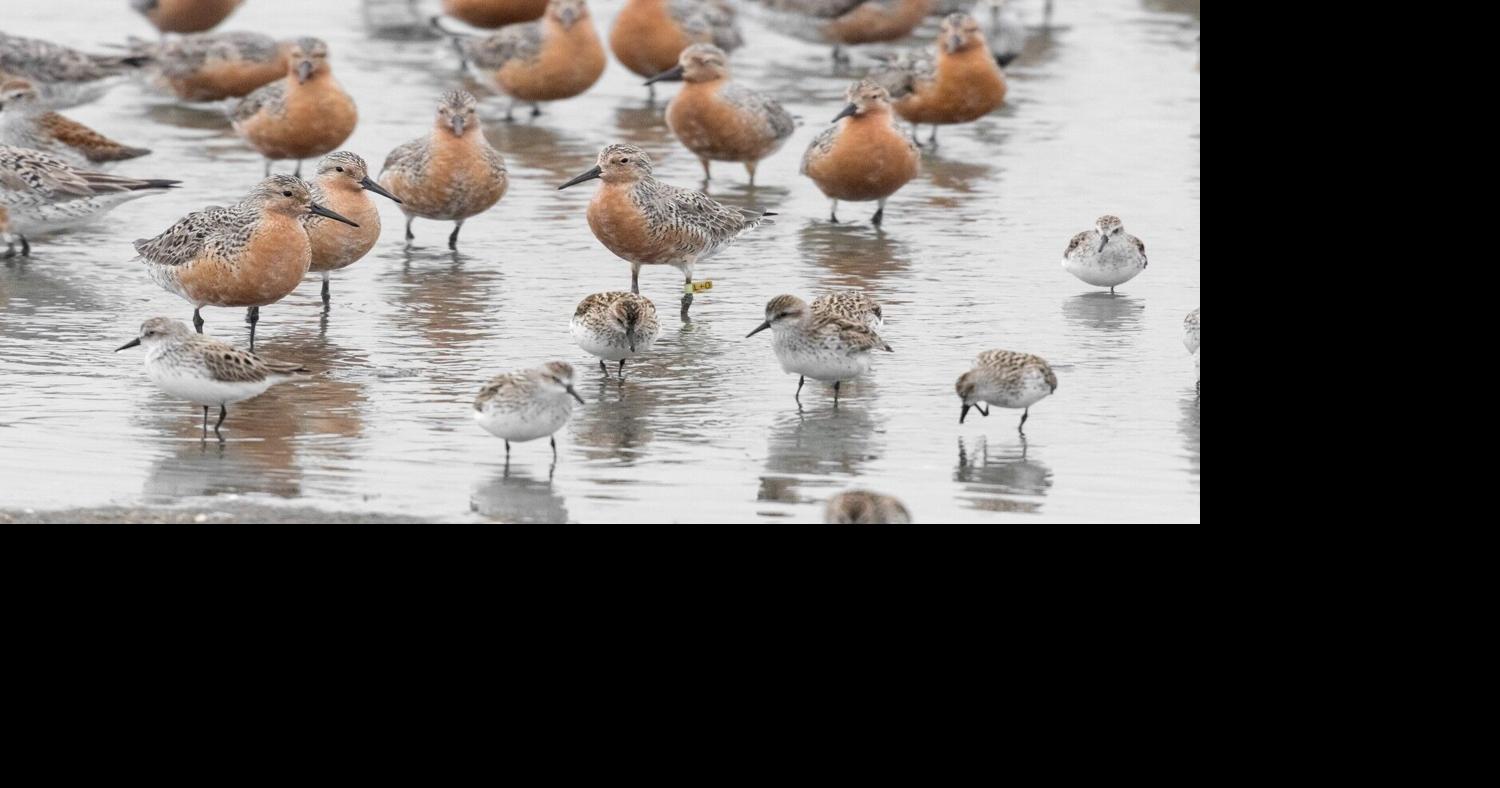 Red knots make strong return to Slaughter Beach this spring