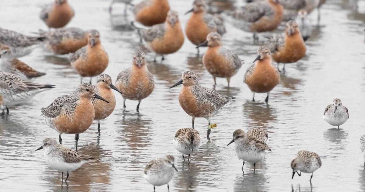 Red knots make strong return to Slaughter Beach this spring