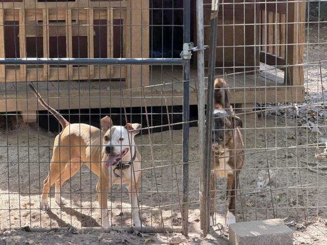 DOGS BEHIND FENCE
