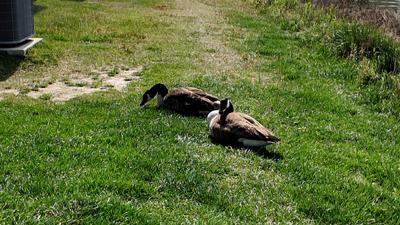 Canadian geese resting in a backyard in Georgetown