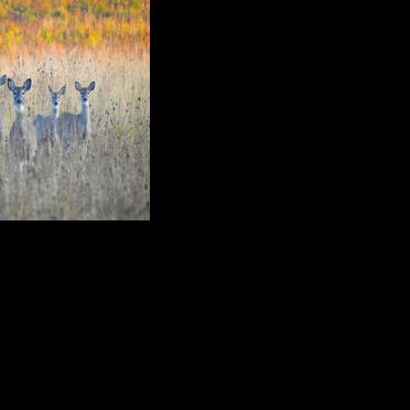 Maryland releases 2026 shooter qualification schedule for deer hunts