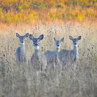 Maryland releases 2026 shooter qualification schedule for deer hunts