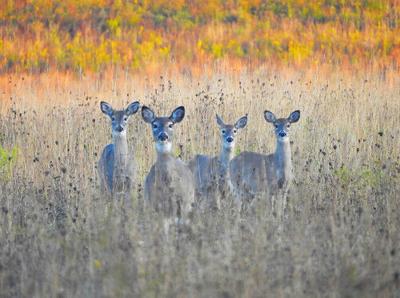Deer in Maryland