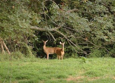 Five Deer Test Positive for Chronic Wasting Disease