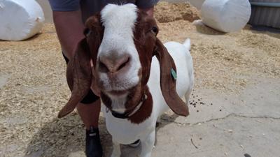 goat