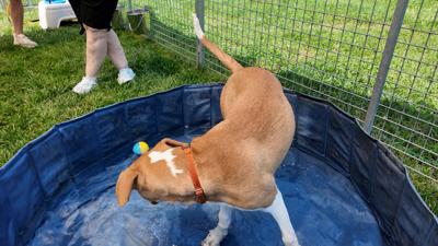 A dog plays in a small pool at Humane Animal Partners in Rehoboth Beach.