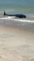 Whale rescue at the Indian River Inlet Monday