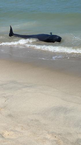 Whale