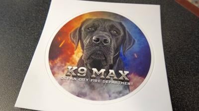 Max the Therapy Dog