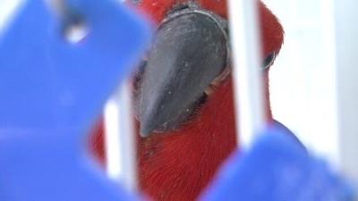 Delmarva Pets: Farmer Girl's Exotic Birds