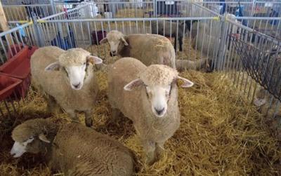 Sheep