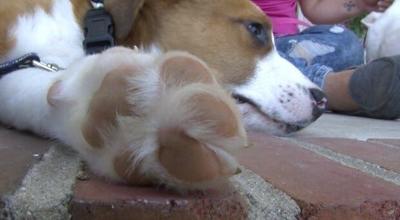 Harrington Animal Shelter Rescues, Nurses Dogs Back to Life