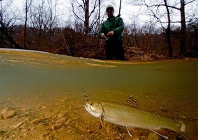 Fall Trout Stocking Begins in Maryland
