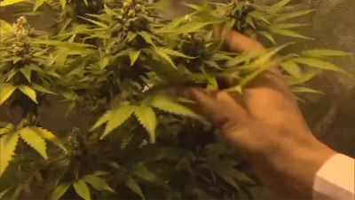 Law That Creates A Marketplace For Marijuana Goes Into Effect