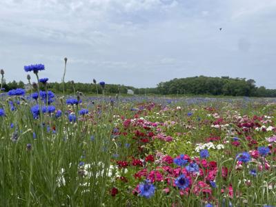 Story Hill Farm Wildflower Meadow