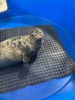 Grey seal rescued by MERR near Dover dock sent to New York for care