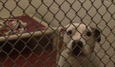 Delmarva Pets: Adopting in Person vs. Adopting Online