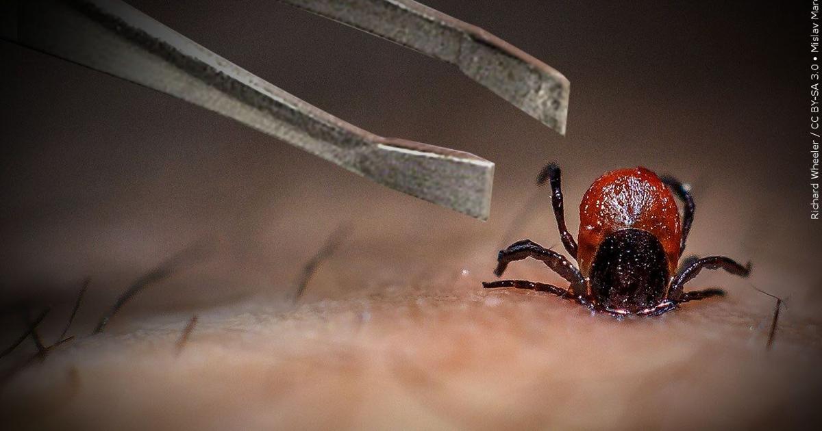 Tick tips for prevention and awareness | News | coasttv.com