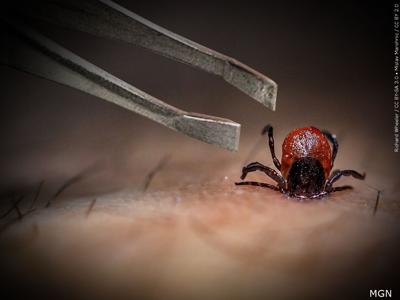 Tick season