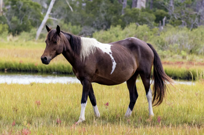 an image of a Chincoteague Pony 